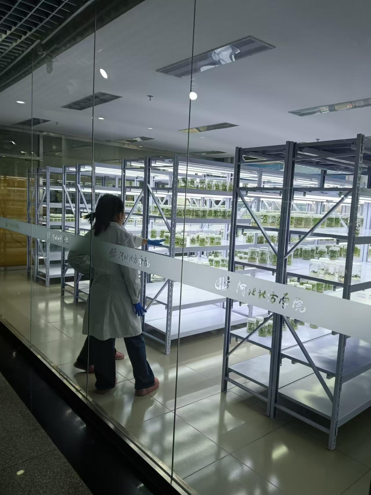 西青植物组培室设计的基本布局有哪些？