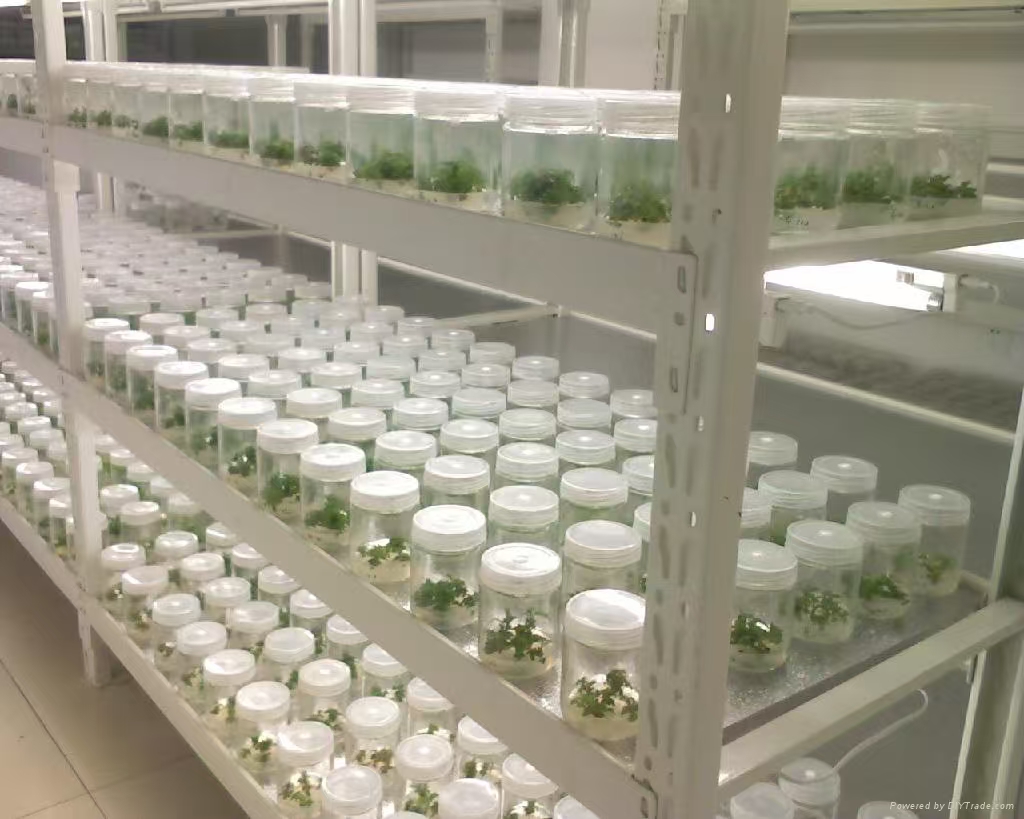 西青组培实验室应该如何布局